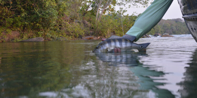 Pesca esportiva é um dos segmentos do turismo que mais cresce no Tocantins - Foto: Flávio Cavalera/Governo do Tocantins