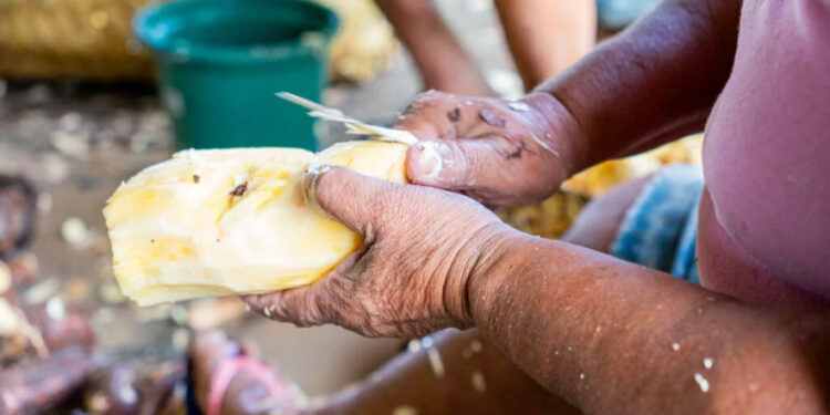 Chamadas visam fortalecer a inclusão produtiva de pequenos produtores familiares de baixa renda em 35 municípios dessas regiões - Foto: Divulgação/Instituto Meio
