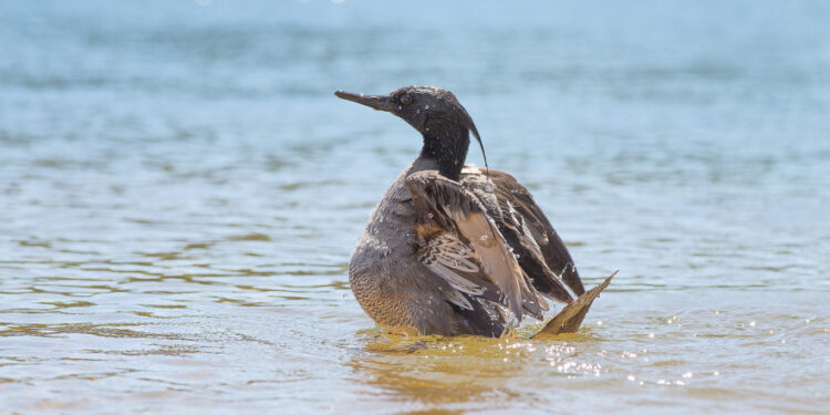 Governo do Tocantins institui programa de conservação do pato-mergulhão no Jalapão