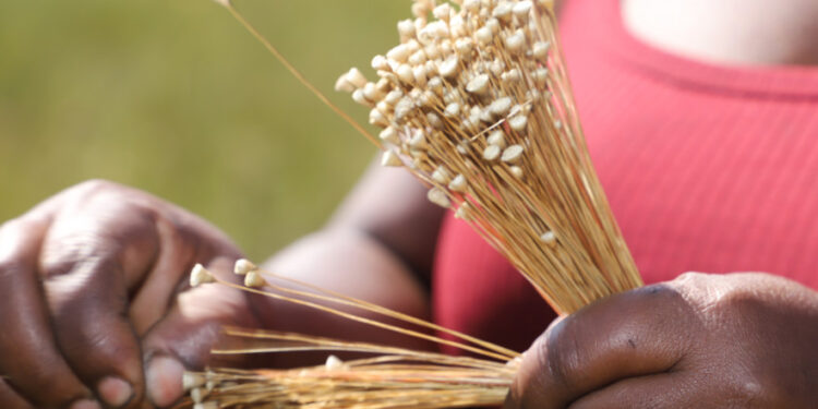 Artesanato com o capim-dourado se tornou fonte de renda para famílias no Tocantins - Foto: Walker Ribeiro/Governo do Tocantins
