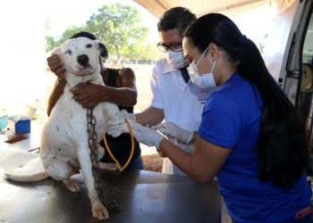 Gurupi lidera ações de saúde animal no Tocantins e já supera castrações de todo o ano passado