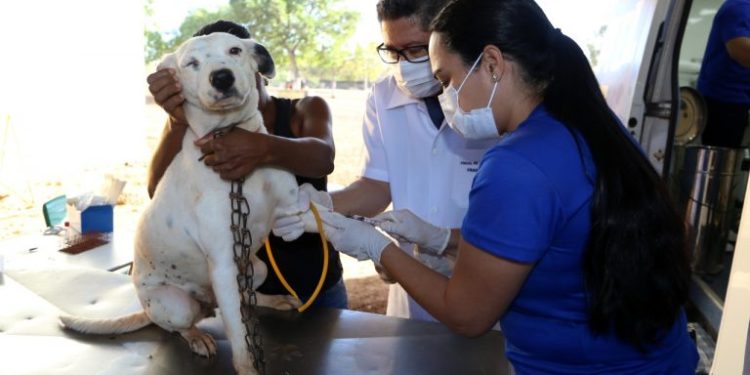 Gurupi lidera ações de saúde animal no Tocantins e já supera castrações de todo o ano passado