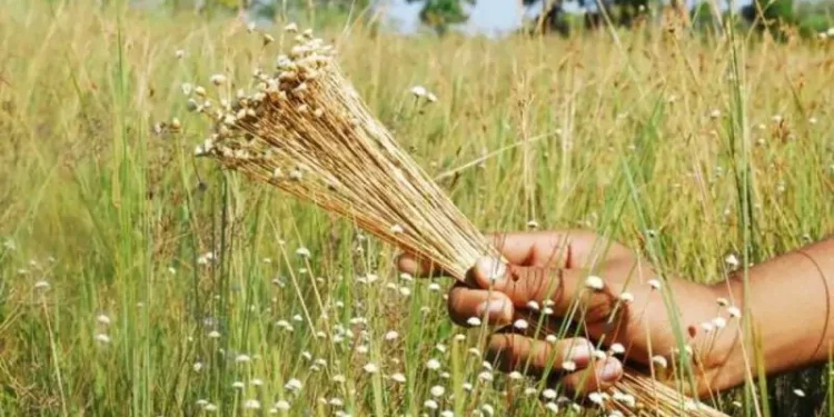 Turismo de Base Comunitária impulsiona valorização sociocultural e geração de renda no Jalapão