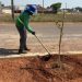 Prefeitura de Gurupi intensifica arborização urbana com o plantio de 450 mudas de Resedá