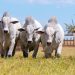 Meat Day destaca avanços na produção de carne bovina com padrão de qualidade