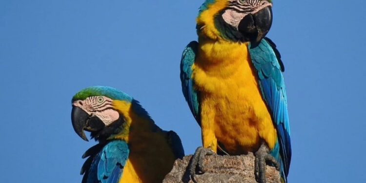 No Tocantins, observação de aves ganha espaço no ecoturismo